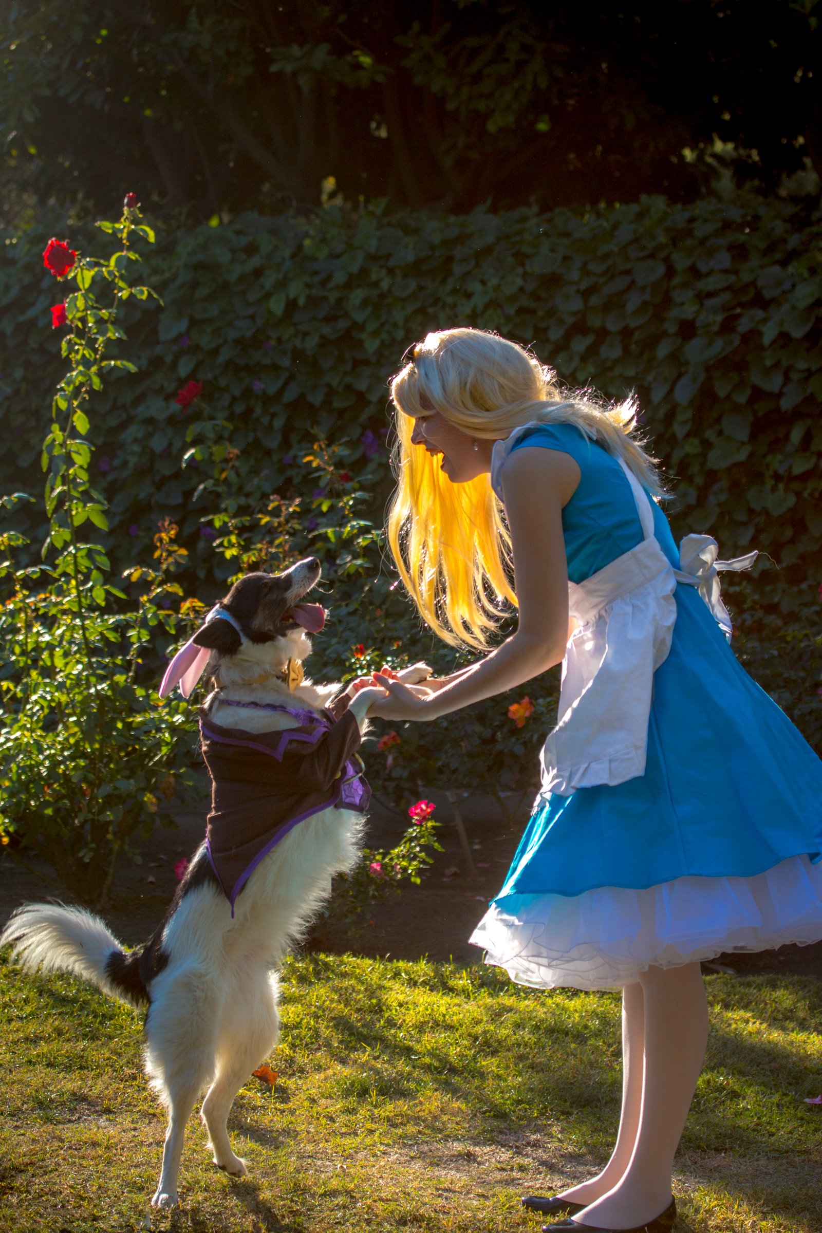 A Doggo in Wonderland